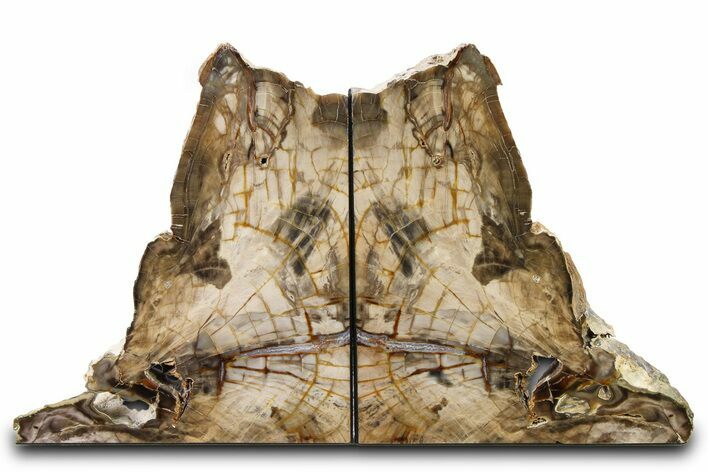 Tall Colorful Petrified Wood Bookends - Washington #322073